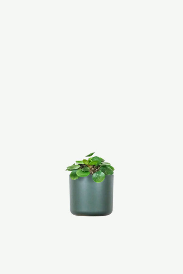 Peperomia Lima Limón