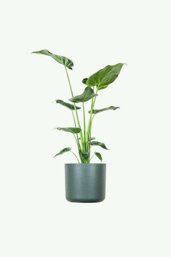 La Alocasia