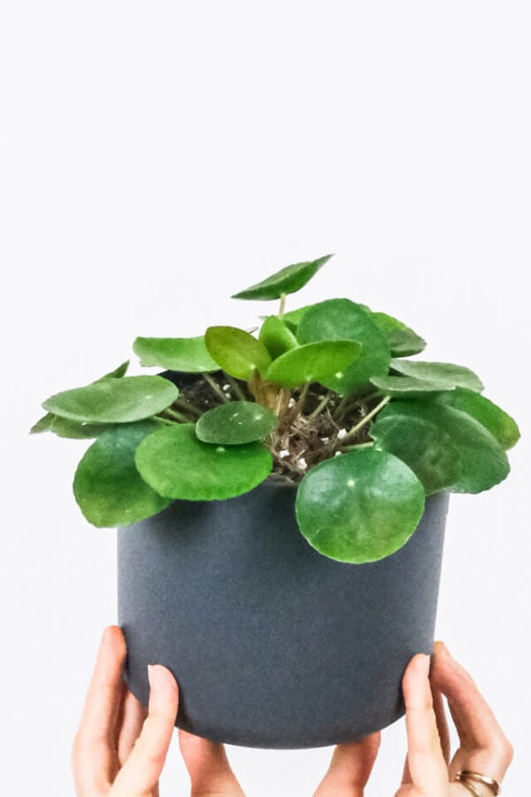 Peperomia Lima Limón - Imagen 2