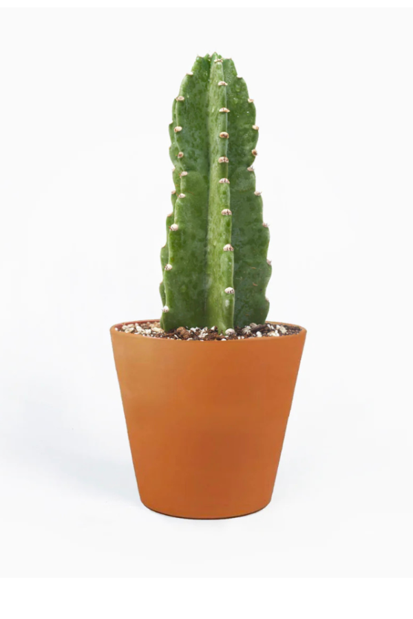 Cactus - Imagen 2