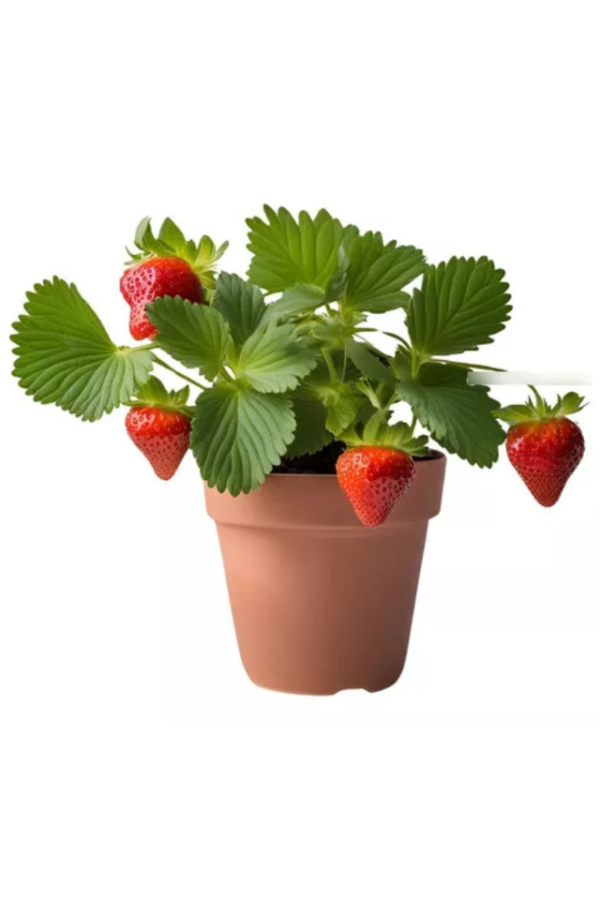 Fragaria Fresa