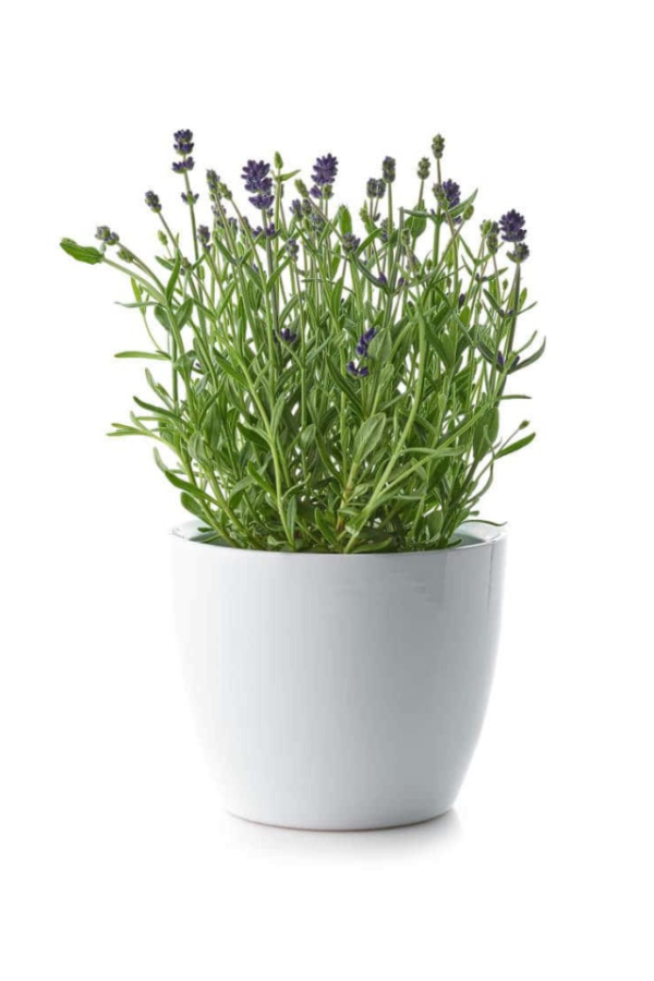 Lavanda